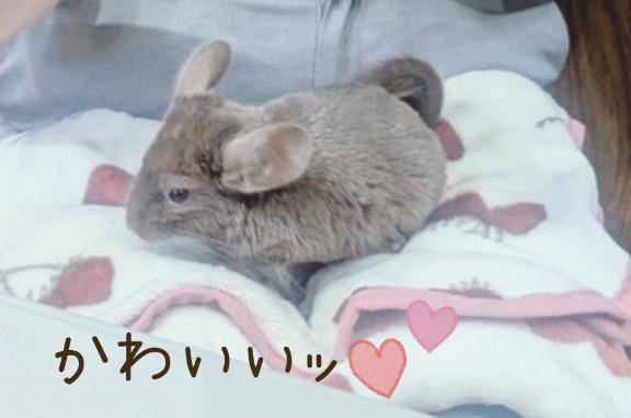 おつかれさまりあー?