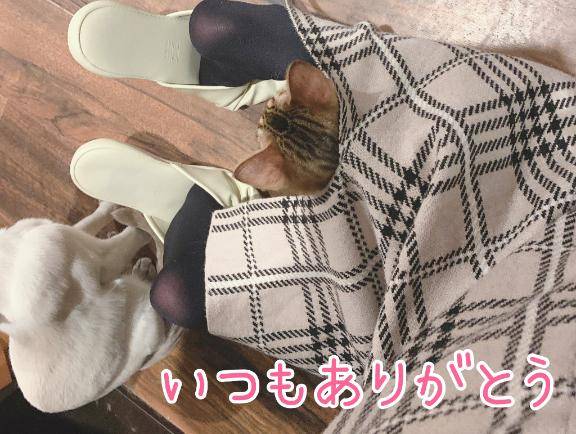 ありがとうございます?