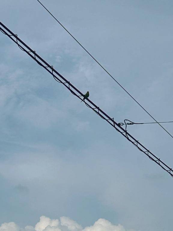 インコが肩に?