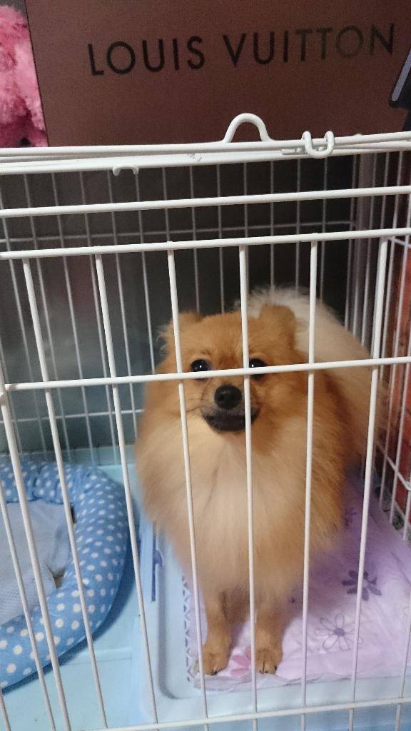 ありがとう?