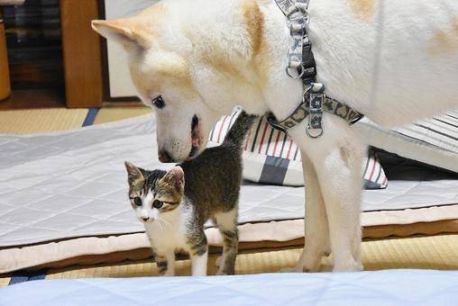 お礼