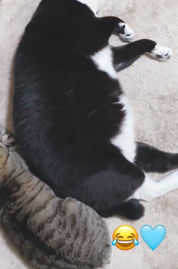 か、かわいすぎる?