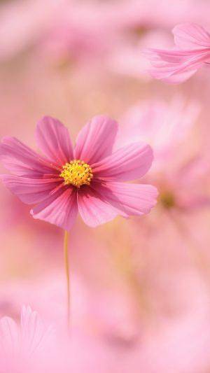 キャッスルのリピ様へ