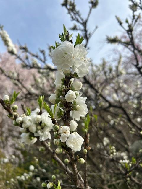 体験　４８歳👩素人熟女Ｈカップの巨乳にM女が刺激を求めてデビュー‼️