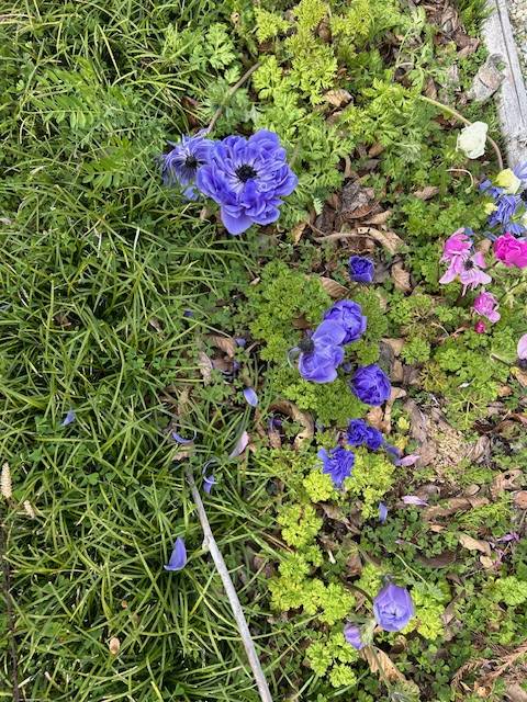 体験　４８歳👩素人熟女Ｈカップの巨乳にM女が刺激を求めてデビュー‼️