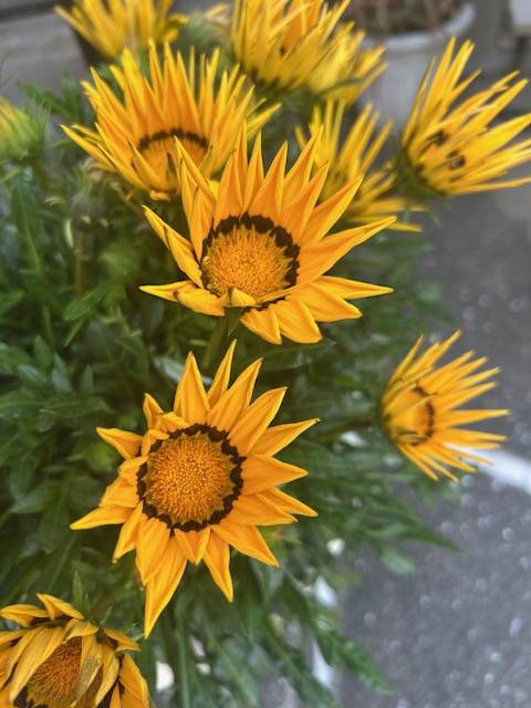 体験　４８歳👩素人熟女Ｈカップの巨乳にM女が刺激を求めてデビュー‼️