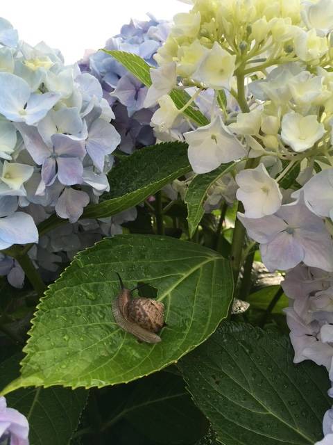 体験　４８歳👩素人熟女Ｈカップの巨乳にM女が刺激を求めてデビュー‼️