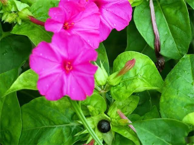 体験　４８歳👩素人熟女Ｈカップの巨乳にM女が刺激を求めてデビュー‼️