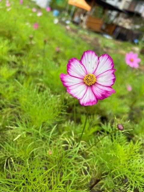 体験　４８歳👩素人熟女Ｈカップの巨乳にM女が刺激を求めてデビュー‼️