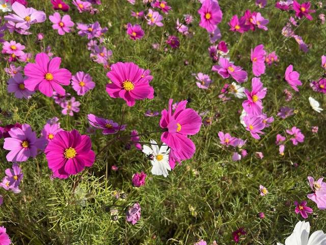 体験　４８歳👩素人熟女Ｈカップの巨乳にM女が刺激を求めてデビュー‼️