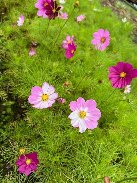 体験　４８歳👩素人熟女Ｈカップの巨乳にM女が刺激を求めてデビュー‼️