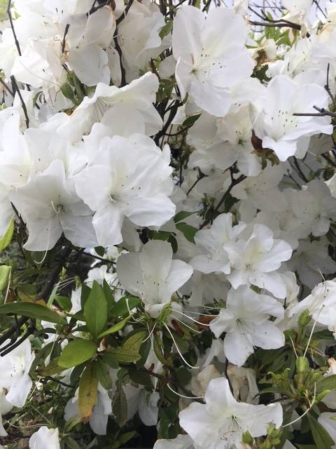 体験　４８歳👩素人熟女Ｈカップの巨乳にM女が刺激を求めてデビュー‼️