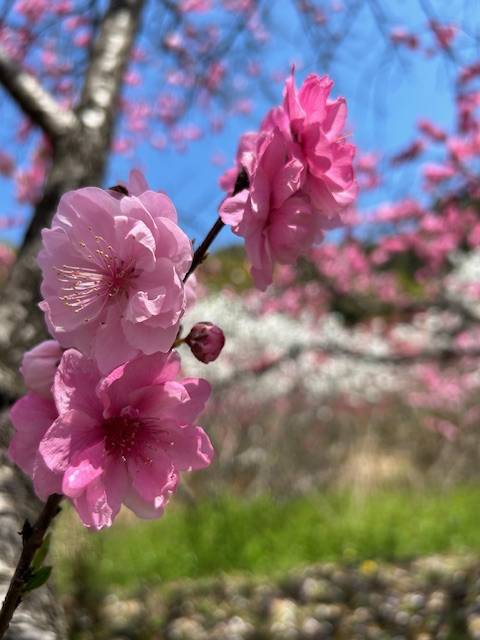 体験　４８歳👩素人熟女Ｈカップの巨乳にM女が刺激を求めてデビュー‼️