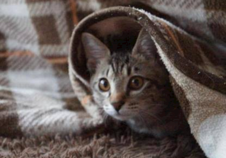 体験　あやチャン　細身で綺麗可愛い系　リピート率Ｎｏ．1  超〜人気姫