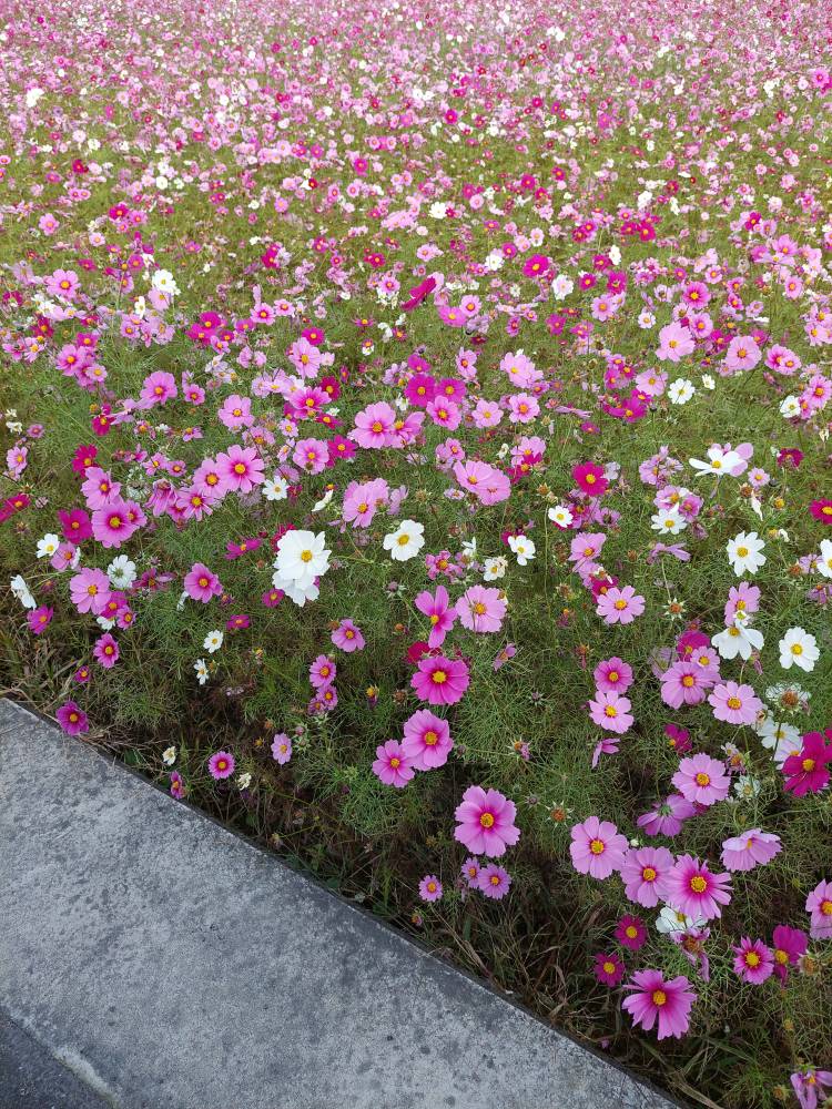 体験 ゆい　エッチな熟女　Mっ気あり、お色気あり癒しあり濃厚なサービスあり