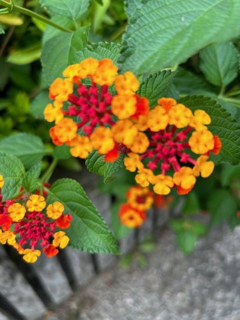 体験　４８歳👩素人熟女Ｈカップの巨乳にM女が刺激を求めてデビュー‼️