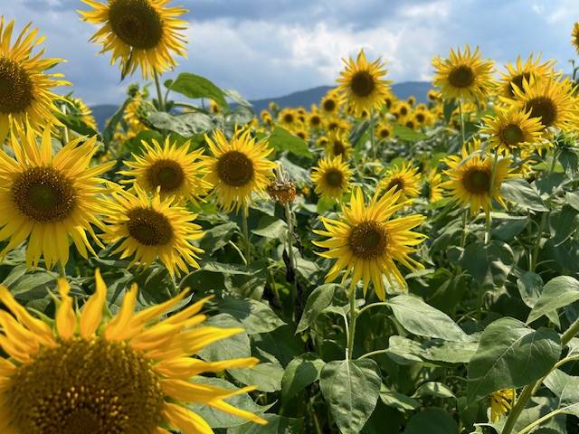 体験　４８歳👩素人熟女Ｈカップの巨乳にM女が刺激を求めてデビュー‼️