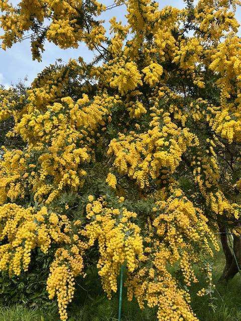 体験　朱音（あかね）👩素人熟女Ｈカップの巨乳にM女が刺激を求めてデビュー‼️