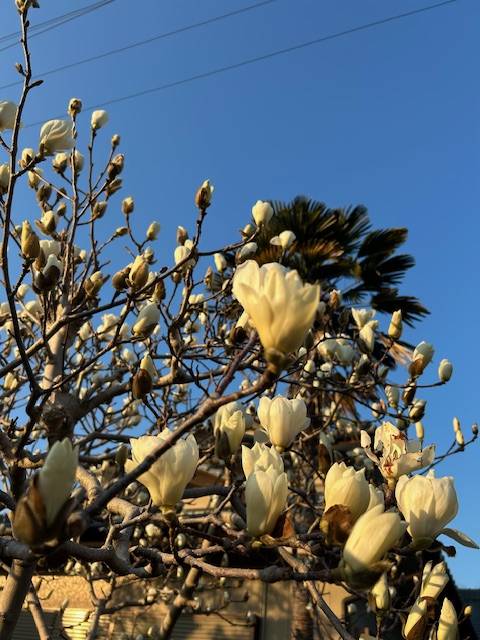 体験　朱音（あかね）👩素人熟女Ｈカップの巨乳にM女が刺激を求めてデビュー‼️