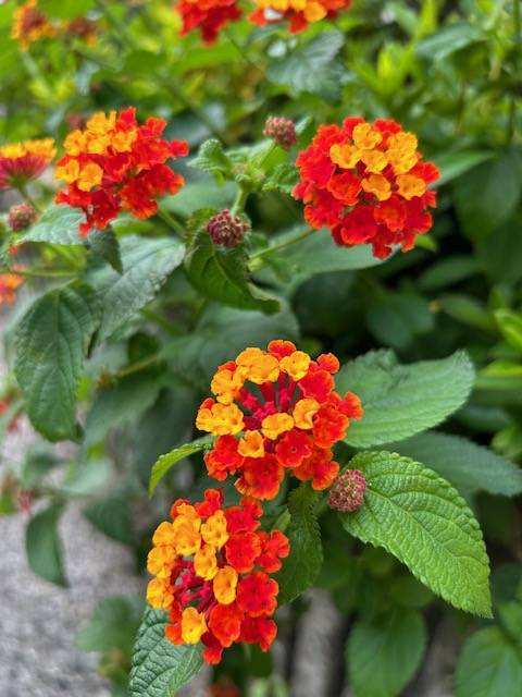 体験　朱音（あかね）👩素人熟女Ｈカップの巨乳にM女が刺激を求めてデビュー‼️