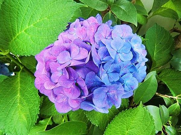 体験　朱音（あかね）👩素人熟女Ｈカップの巨乳にM女が刺激を求めてデビュー‼️