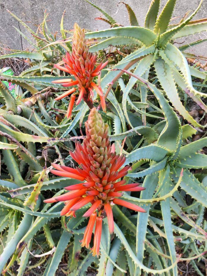 体験　朱音（あかね）👩素人熟女Ｈカップの巨乳にM女が刺激を求めてデビュー‼️