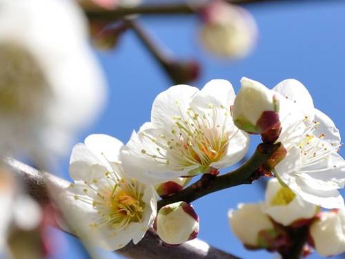 体験　朱音（あかね）👩素人熟女Ｈカップの巨乳にM女が刺激を求めてデビュー‼️