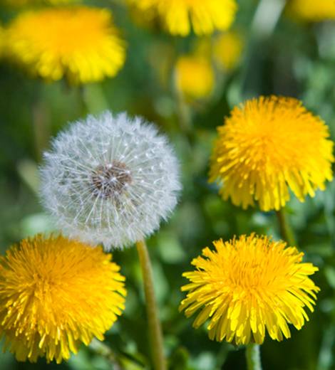 体験　朱音（あかね）👩素人熟女Ｈカップの巨乳にM女が刺激を求めてデビュー‼️