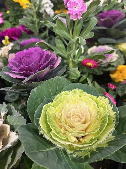 体験　朱音（あかね）👩素人熟女Ｈカップの巨乳にM女が刺激を求めてデビュー‼️