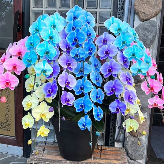 体験　朱音（あかね）👩素人熟女Ｈカップの巨乳にM女が刺激を求めてデビュー‼️