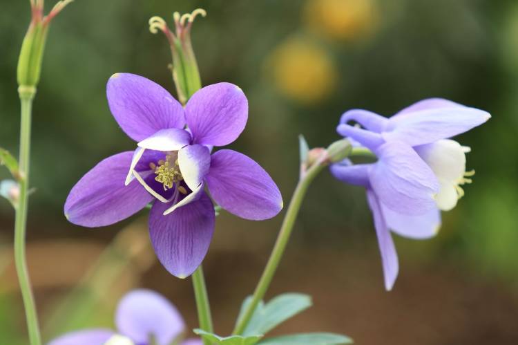 体験　朱音（あかね）👩素人熟女Ｈカップの巨乳にM女が刺激を求めてデビュー‼️