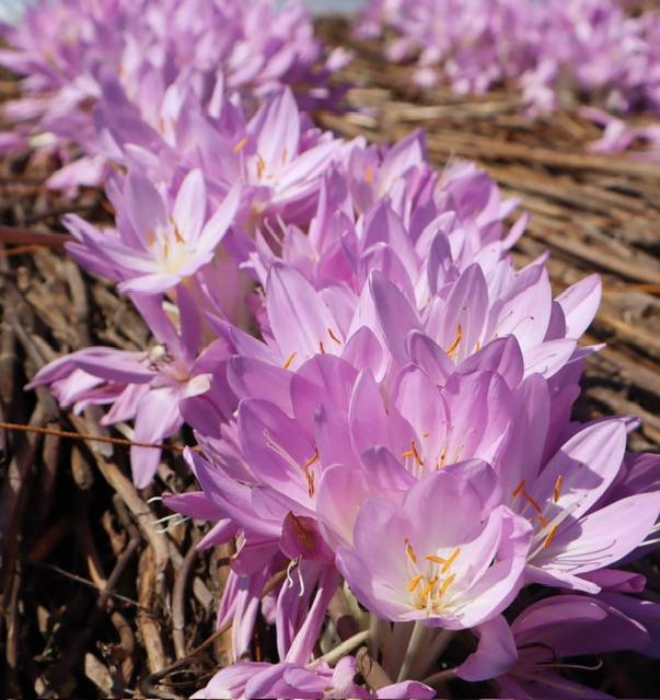 体験　朱音（あかね）👩素人熟女Ｈカップの巨乳にM女が刺激を求めてデビュー‼️