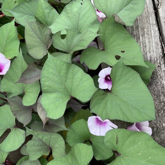 体験　朱音（あかね）👩素人熟女Ｈカップの巨乳にM女が刺激を求めてデビュー‼️