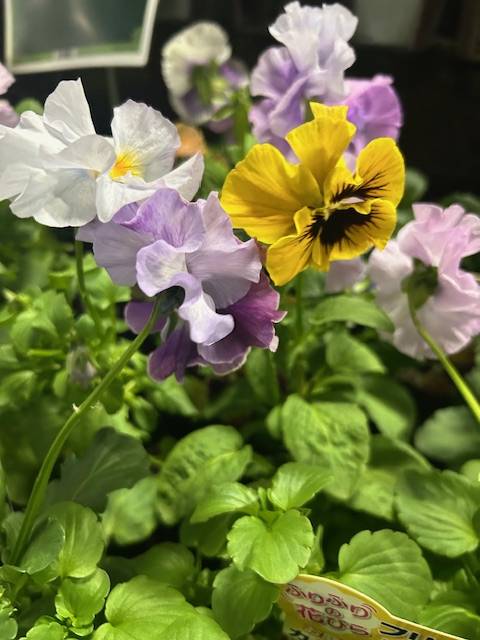 JJ11号室のお兄様へ(๑˃̵ᴗ˂̵)♡