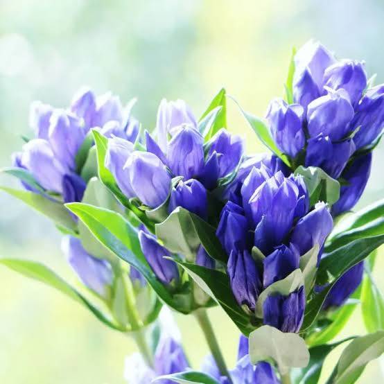 体験　朱音（あかね）👩素人熟女Ｈカップの巨乳にM女が刺激を求めてデビュー‼️