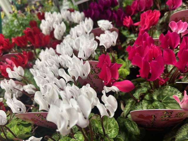 体験　朱音（あかね）👩素人熟女Ｈカップの巨乳にM女が刺激を求めてデビュー‼️