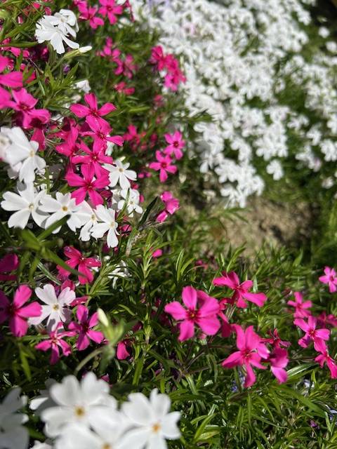 体験　朱音（あかね）👩素人熟女Ｈカップの巨乳にM女が刺激を求めてデビュー‼️