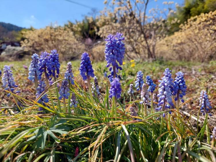 《りんご》可愛いぽっちゃり癒し系巨乳