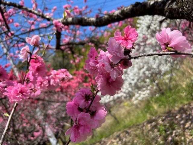 体験　朱音（あかね）👩素人熟女Ｈカップの巨乳にM女が刺激を求めてデビュー‼️