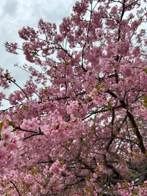 体験　朱音（あかね）👩素人熟女Ｈカップの巨乳にM女が刺激を求めてデビュー‼️