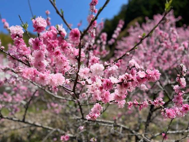 体験　朱音（あかね）👩素人熟女Ｈカップの巨乳にM女が刺激を求めてデビュー‼️