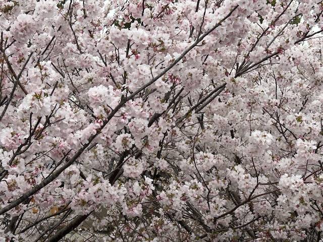 体験　朱音（あかね）👩素人熟女Ｈカップの巨乳にM女が刺激を求めてデビュー‼️