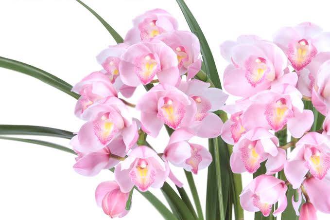 体験　朱音（あかね）👩素人熟女Ｈカップの巨乳にM女が刺激を求めてデビュー‼️