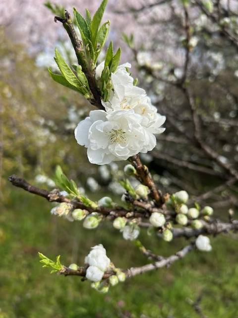 体験　朱音（あかね）👩素人熟女Ｈカップの巨乳にM女が刺激を求めてデビュー‼️