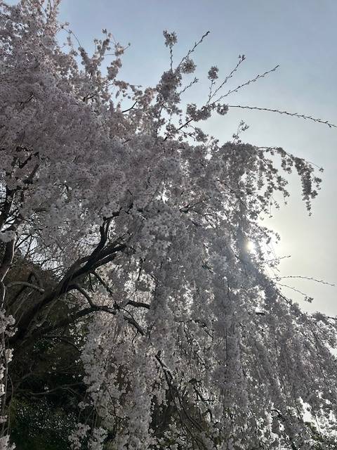 体験　朱音（あかね）👩素人熟女Ｈカップの巨乳にM女が刺激を求めてデビュー‼️