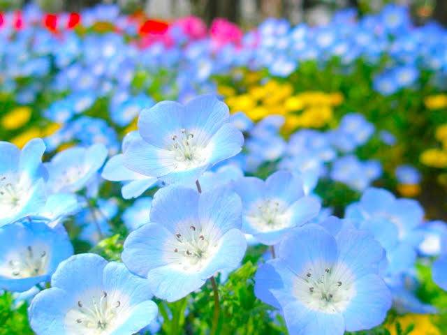 体験　朱音（あかね）👩素人熟女Ｈカップの巨乳にM女が刺激を求めてデビュー‼️