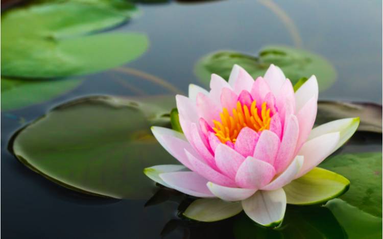 体験　朱音（あかね）👩素人熟女Ｈカップの巨乳にM女が刺激を求めてデビュー‼️