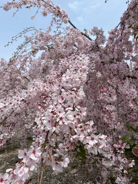 体験　朱音（あかね）👩素人熟女Ｈカップの巨乳にM女が刺激を求めてデビュー‼️