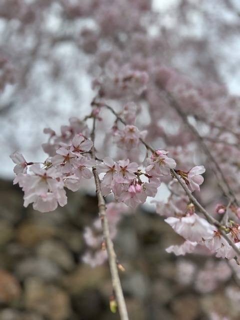 体験　朱音（あかね）👩素人熟女Ｈカップの巨乳にM女が刺激を求めてデビュー‼️