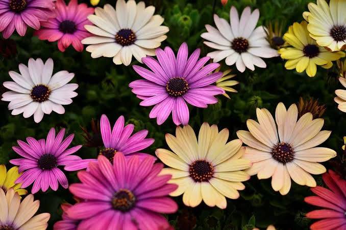 体験　朱音（あかね）👩素人熟女Ｈカップの巨乳にM女が刺激を求めてデビュー‼️